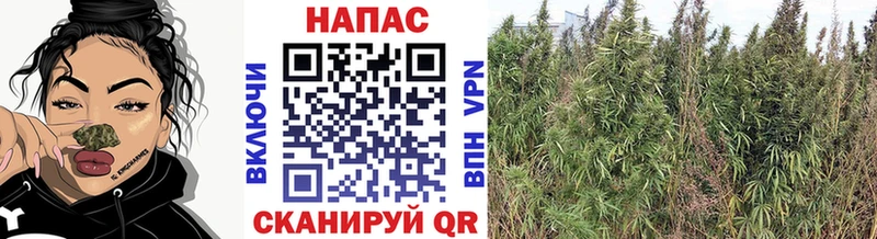 Бошки марихуана план  это клад  Порхов  blacksprut зеркало 